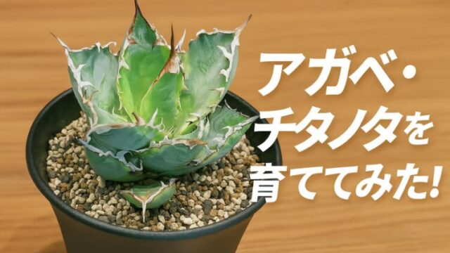 黒い鉢に植えられたアガベ・チタノタの接写。木目の背景と白い文字が印象的。