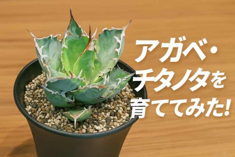 黒い鉢に植えられたアガベ・チタノタの接写。木目の背景と白い文字が印象的。