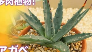 テラコッタ鉢に植えられたアガベ・エボリスピナと「アガベ・エボリスピナの成長日記」の文字入りアイキャッチ画像。
