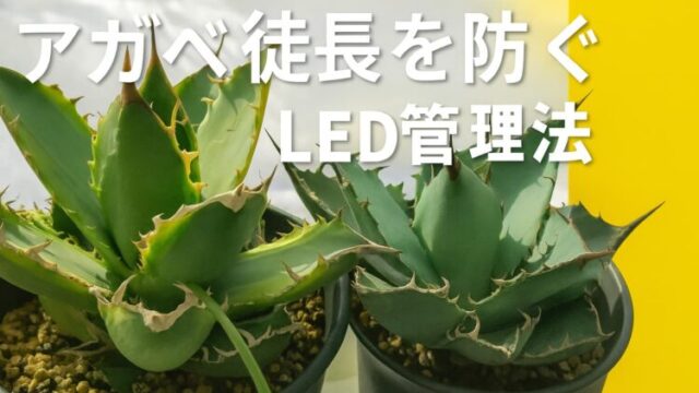 LED管理によって徒長が改善された2株のアガベ・チタノタを並べた比較画像