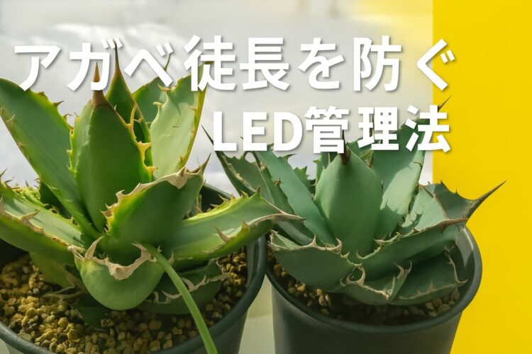 LED管理によって徒長が改善された2株のアガベ・チタノタを並べた比較画像