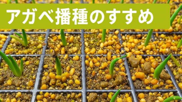 育苗トレーに整列したアガベの実生苗と土壌の様子