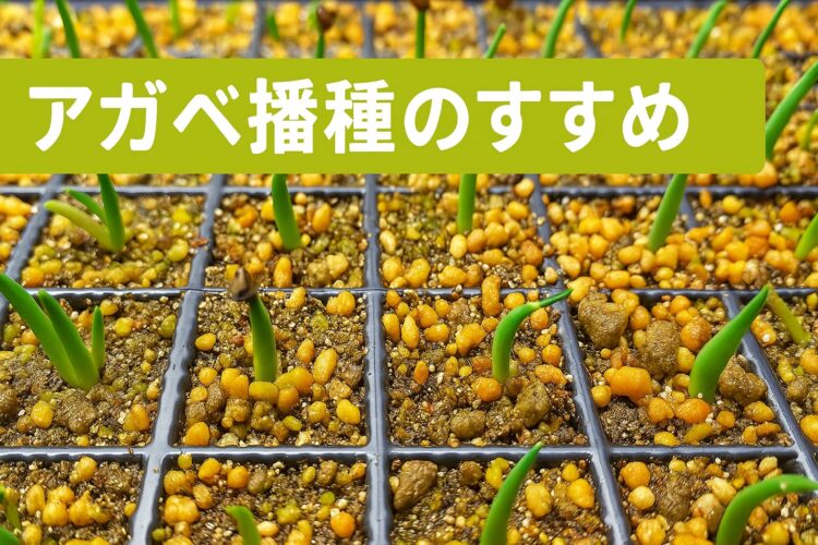育苗トレーに整列したアガベの実生苗と土壌の様子