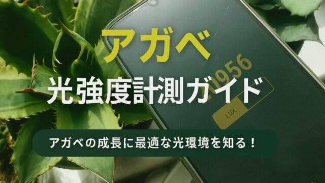 スマホの照度計アプリとアガベの鉢植えが並ぶ光強度測定シーンの写真