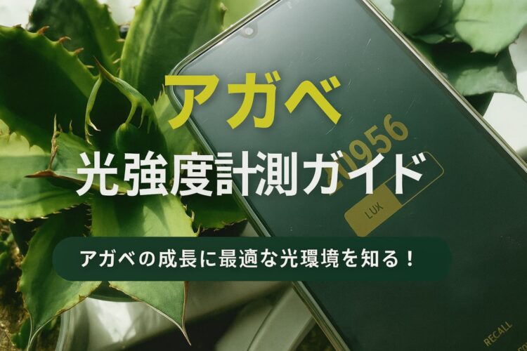 スマホの照度計アプリとアガベの鉢植えが並ぶ光強度測定シーンの写真