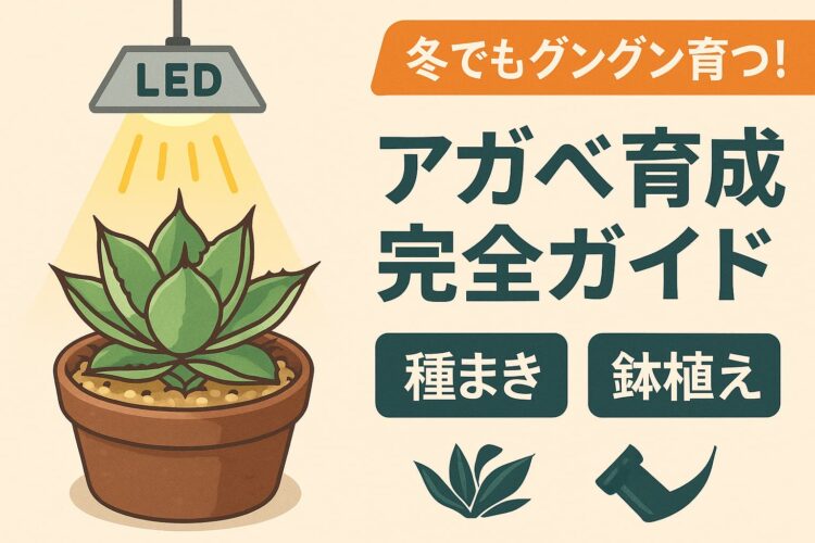 LEDライトの下で元気に育つ鉢植えのアガベと「アガベ育成完全ガイド」のテキスト