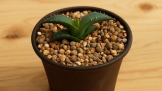 アガベ実生の鉢上げ工程の完成状態を、木目のテーブル背景とシンプルな構図で表現。テロップなしで視覚情報に集中できる設計です。