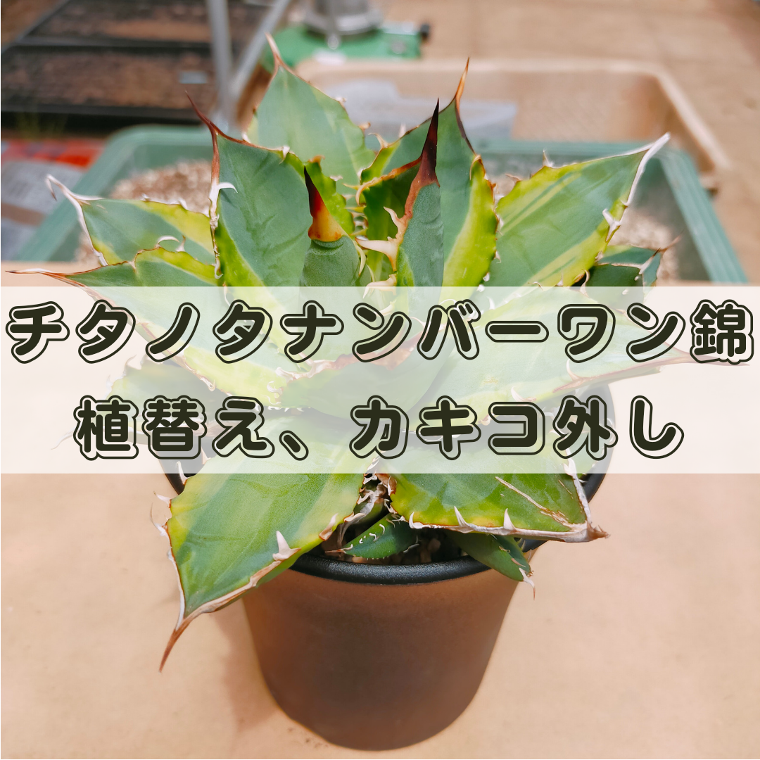 皇冠　アガベ　子株付き親株　現在植替え後発根済み Agave Titanota Crown 皇冠 主刺から副刺、禾を含め全体的に