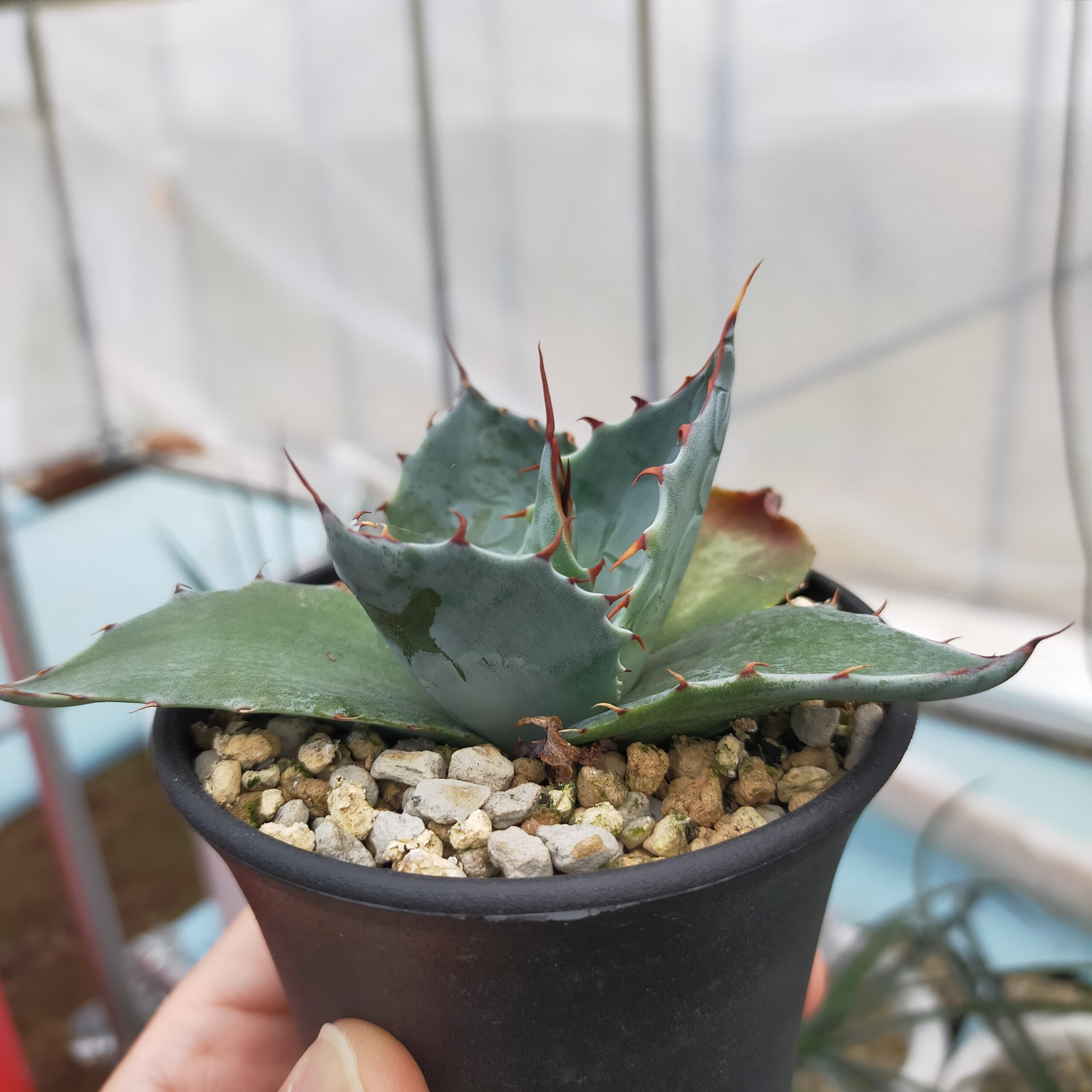 1年半でここまで育つ？パラサナ実生の成長記録 - Agave Lab｜アガベ