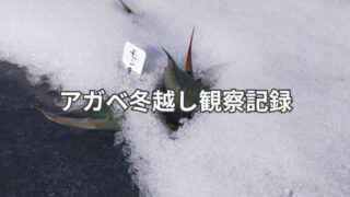 アガベの冬越し記録
