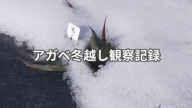 アガベの冬越し記録