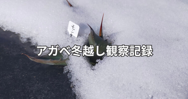 アガベの冬越し記録