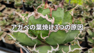 アガベの葉焼けが起きる原因と対策