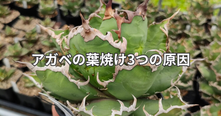 アガベの葉焼けが起きる原因と対策