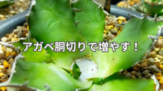 アガベシーザーを胴切りして増やす方法