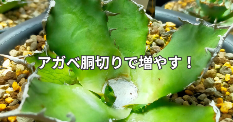アガベシーザーを胴切りして増やす方法