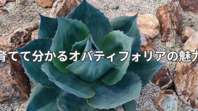 地植えオバティフォリア