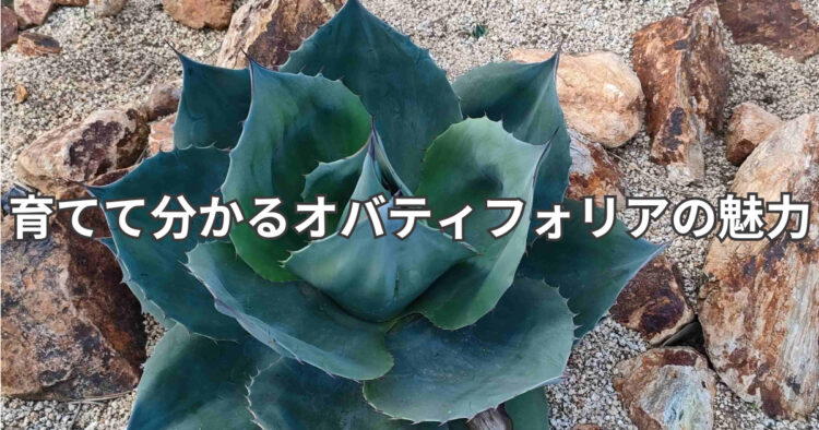 地植えオバティフォリア