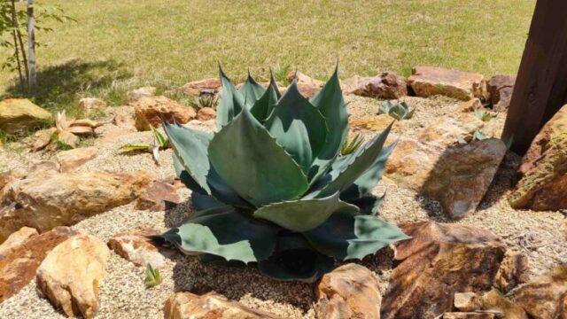 オバティフォリア実生３年　地植え株