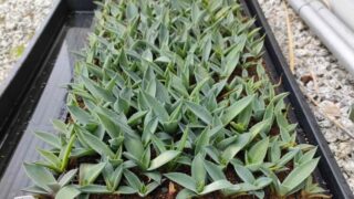 実生アガベの地植えする様子