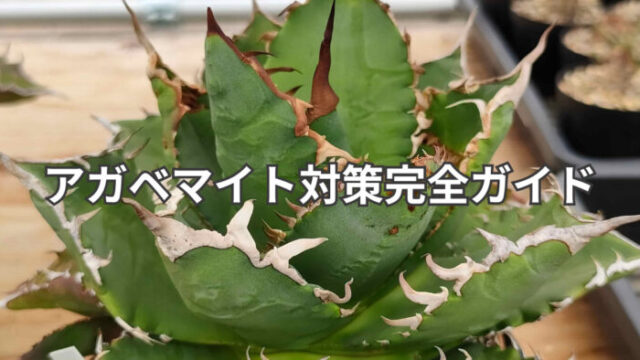 アガベマイトの見分け方と駆除法を実体験で解説したアガベ育成記事のアイキャッチ画像