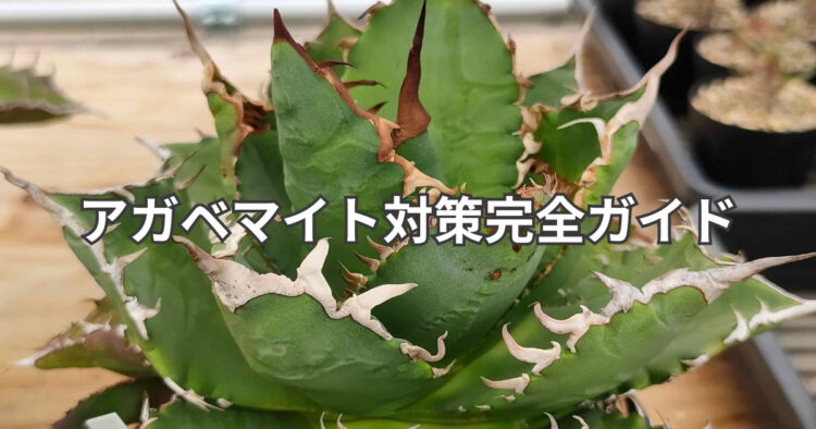 アガベマイトの見分け方と駆除法を実体験で解説したアガベ育成記事のアイキャッチ画像