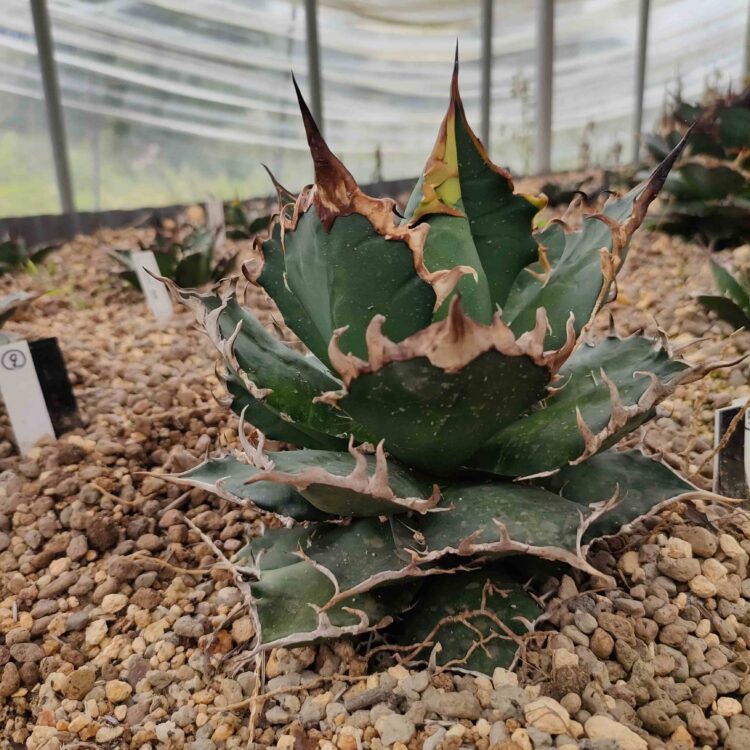 地植えで大きく育ったアガベ・チタノタ“シーザー”