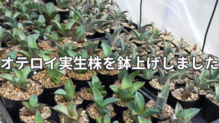 「鉢上げ後に整然と並んだアガベ・オテロイ実生株たち。個体ごとの葉の形や鋸歯の違いがよくわかる」