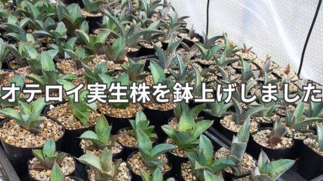 「鉢上げ後に整然と並んだアガベ・オテロイ実生株たち。個体ごとの葉の形や鋸歯の違いがよくわかる」