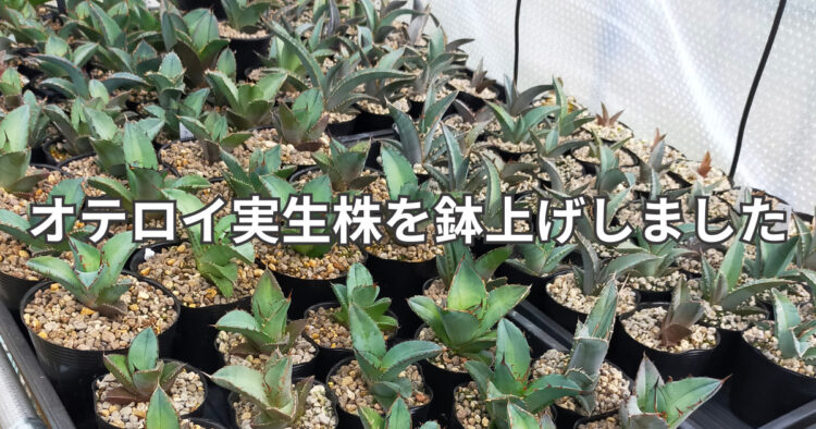 「鉢上げ後に整然と並んだアガベ・オテロイ実生株たち。個体ごとの葉の形や鋸歯の違いがよくわかる」