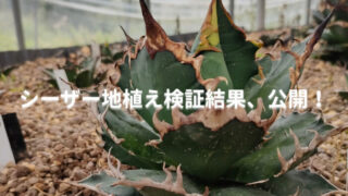 アガベ・シーザーの地植え育成2年後の様子を伝える記事のアイキャッチ画像