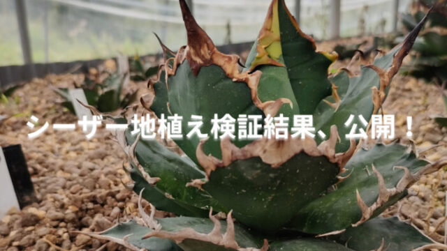 アガベ・シーザーの地植え育成2年後の様子を伝える記事のアイキャッチ画像