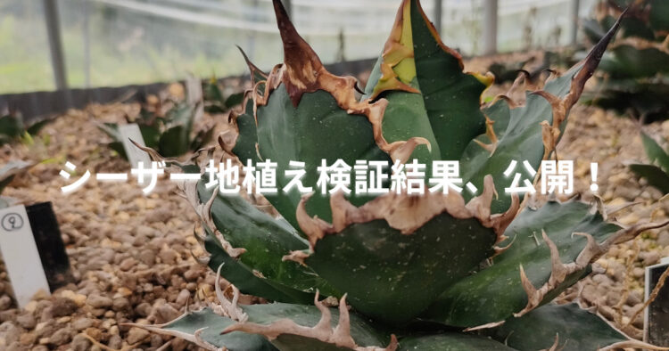 アガベ・シーザーの地植え育成2年後の様子を伝える記事のアイキャッチ画像