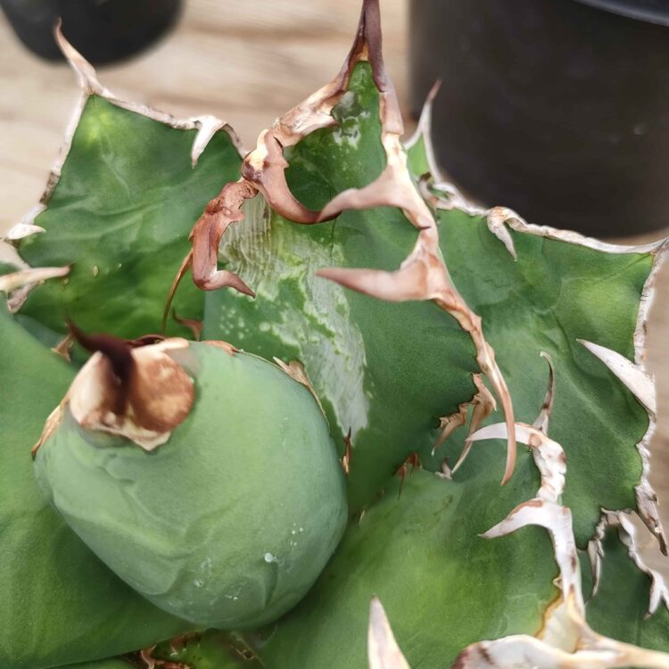 アガベの薬害症状