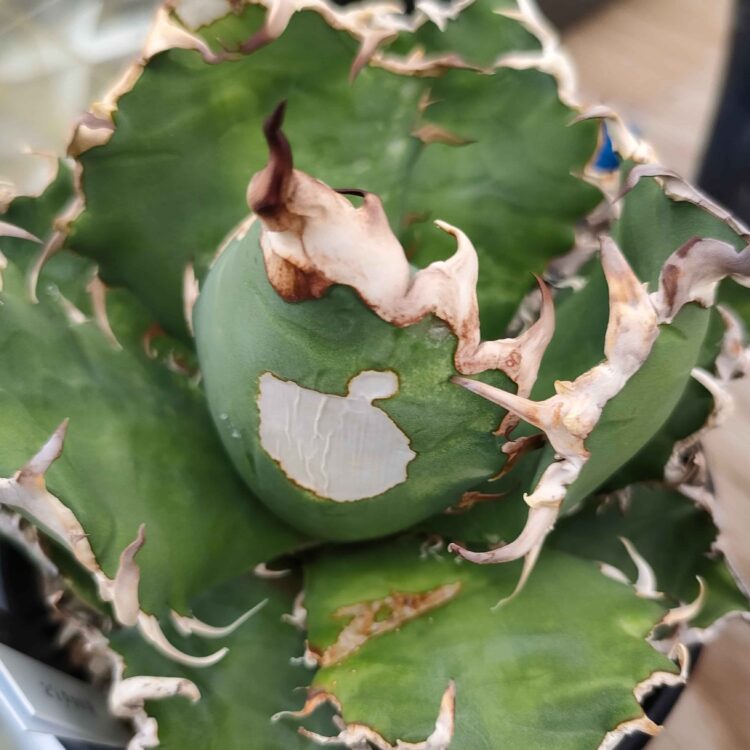 アガベの薬害症状