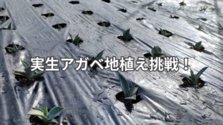 実生アガベの地植え記録