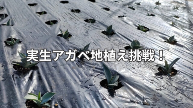 実生アガベの地植え記録