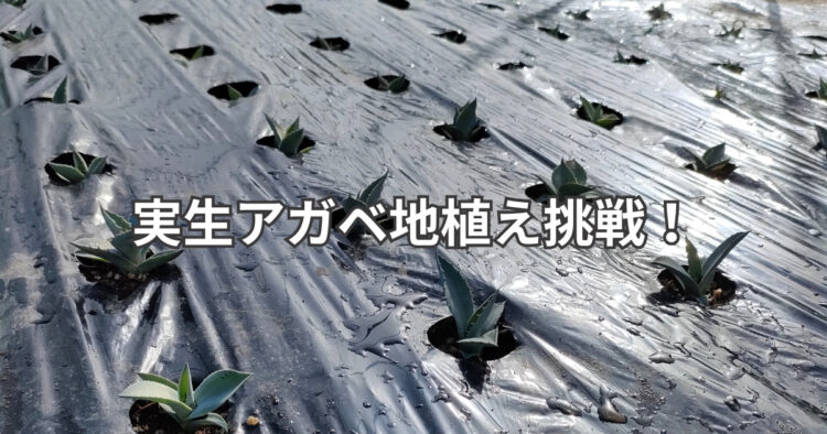 実生アガベの地植え記録