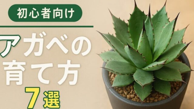鉢植えのアガベと「アガベの育て方7選 初心者向け」の文字が書かれたブログ用バナー画像