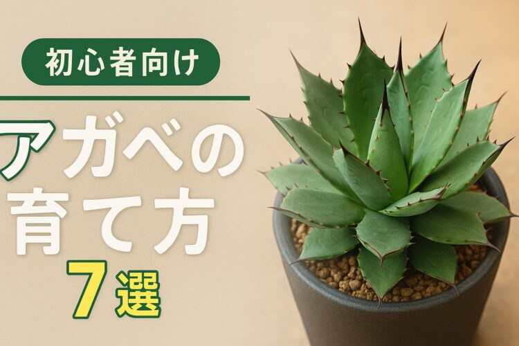 鉢植えのアガベと「アガベの育て方7選 初心者向け」の文字が書かれたブログ用バナー画像