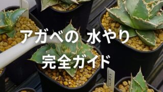 鉢植えのアガベにジョウロで水を与えている場面。正しい水やり方法を解説する記事用画像。