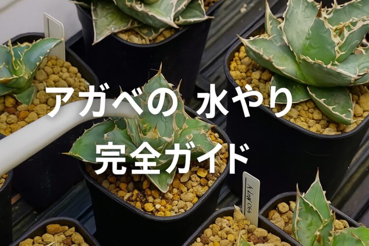 鉢植えのアガベにジョウロで水を与えている場面。正しい水やり方法を解説する記事用画像。